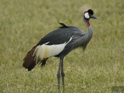 Western_Corridor_(Kirawira)2003-085